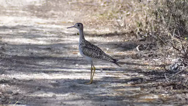 Cada año, el zarapito ganga realiza migraciones de miles de kilómetros