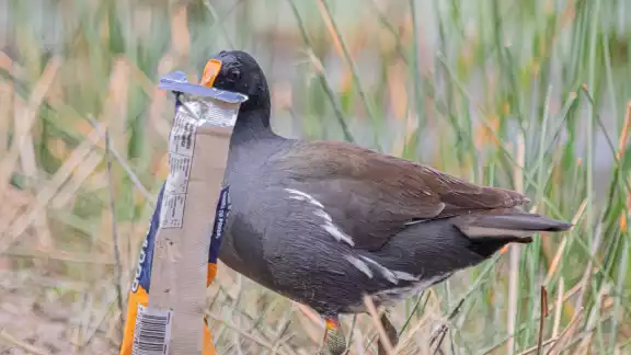 Al menos dos especies de aves silvestres fueron captadas alimentándose de basura
