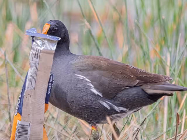 Al menos dos especies de aves silvestres fueron captadas alimentándose de basura