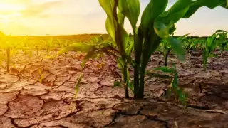  La agricultura en Campeche en vías de extinción   