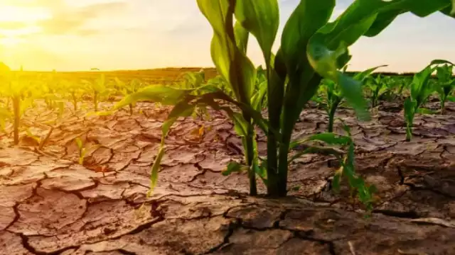 Los incendios forestales también complican las actividades del campo