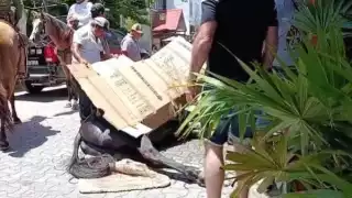 Caballos colapsan por golpe de calor durante desfile político-religioso en Playa del Carmen