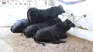 Exposición Ganadera regresa a la Feria Carmen 2025 con hasta 130 ejemplares de alta genética 