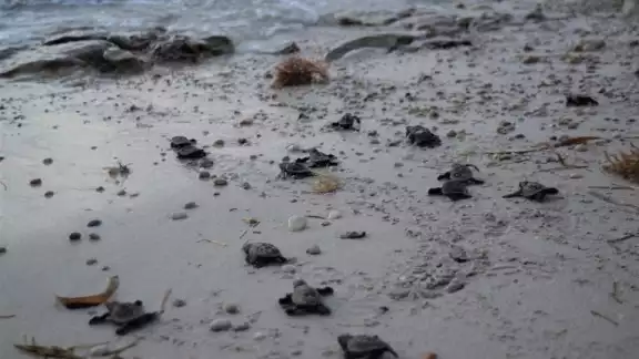 100 tortuguitas de carey fueron liberadas en el campamento tortuguero de San Lorenzo 100 tortuguitas de carey fueron liberadas en el campamento tortuguero de San Lorenzo