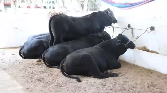 Del 16 al 31 de julio, vuelve la Exposición Ganadera a la Feria Carmen 2025