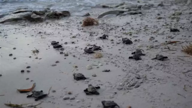 100 tortuguitas de carey fueron liberadas en el campamento tortuguero de San Lorenzo