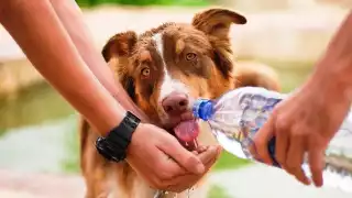 Al momento de pasearlos es importante llevar agua y que permanezcan en sitios frescos