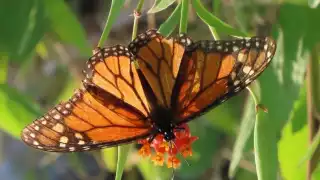 Paola, la mariposa monarca liberada en Cuba que logró llegar hasta Yucatán: así pudieron monitorearla