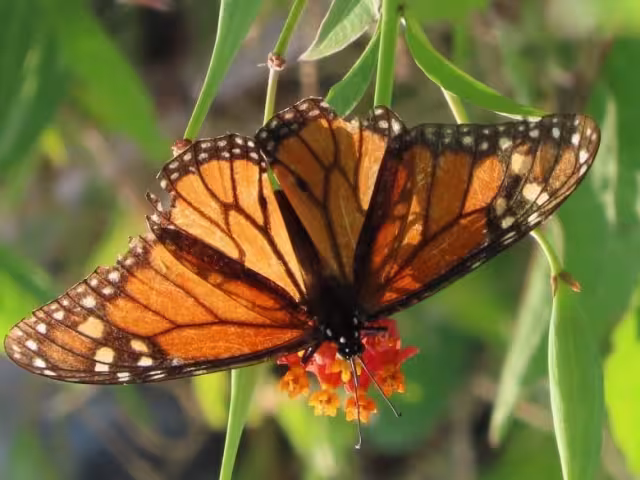El acontecimiento fue confirmado por la red de monitoreo Alas Mayas