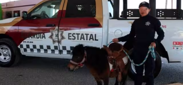 Policía Estatal de Tamaulipas brinda sesiones de equinoterapia a menores con discapacidad