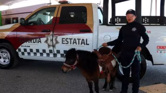 Policía Estatal de Tamaulipas brinda sesiones de equinoterapia a menores con discapacidad