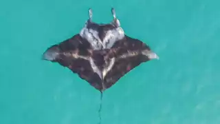 El hábitat de esta enorme mantarraya comprende islas oceánicas y archipiélagos, así como regiones costeras y estuarinas del océano Atlántico, incluyendo la Península de Yucatán