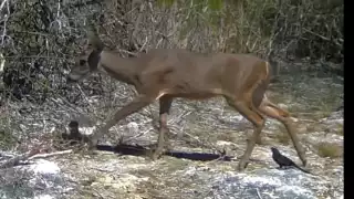 Captan a pijuy  siguiendo a un venado en la selva de Yucatán    