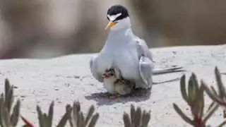 Nacen en playas de Ciudad del Carmen primeras crías de charranes