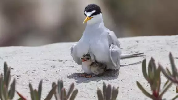 La también conocida gaviota menor tiene a Carmen como uno de sus destinos principales de arribo.