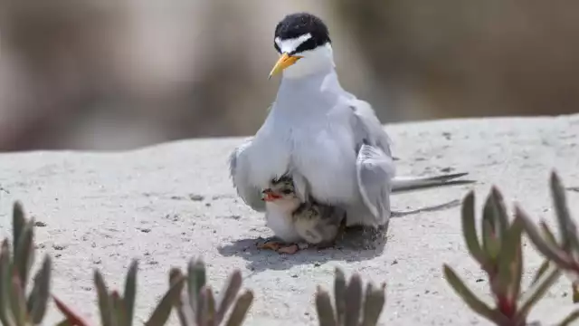 La también conocida gaviota menor tiene a Carmen como uno de sus destinos principales de arribo.