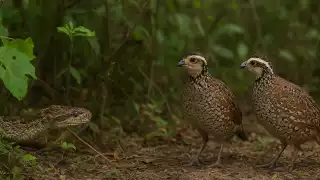 El hecho, rara vez registrado en la naturaleza, recordó el papel que juega la tecnología para lograr documentar las interacciones entre especies