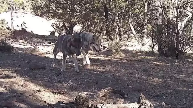 En la actualidad se estima que en el país existan entre 40 y 50 ejemplares en libertad