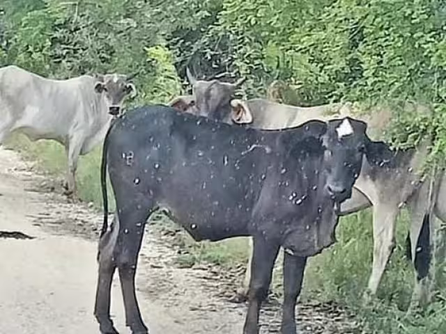 Plaga en expansión y sin respuesta: ganaderos en crisis por gusano barrenador