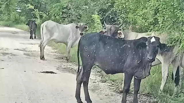 Plaga en expansión y sin respuesta: ganaderos en crisis por gusano barrenador