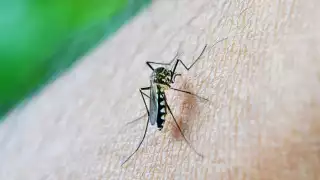 Campeche finaliza el año en el lugar 23 a nivel nacional en casos de dengue