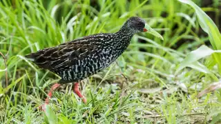   “Es un ave muy difícil de observar”:  Misteriosa especie sorprende a vecinos del sur de Mérida    