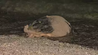 Alerta en la costa yucateca: erosión evita el desove de tortugas marinas    