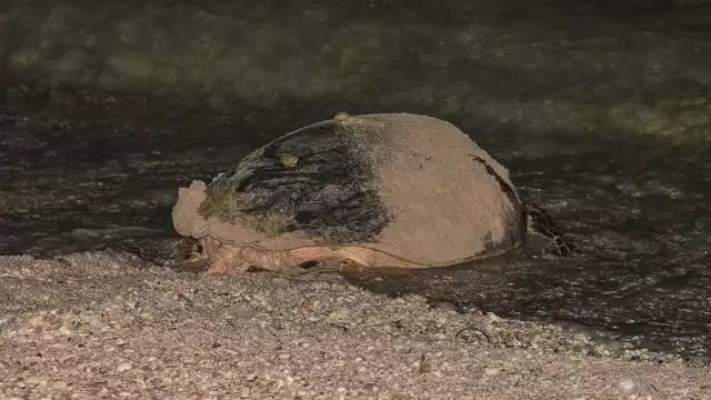 La erosión de suma a otras amenazas que sufren las tortugas