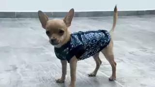 Así fue como “Osito”, un chihuahua de tres meses fue maltratado al ser amarrado a un dron en  Xul-Ha: VIDEO