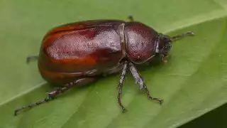 Temporada de cuclines en Yucatán, ¿Por qué este insecto  aparece durante las lluvias?    