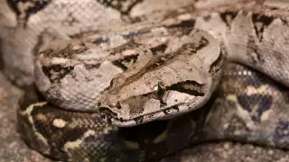   Acto heroico: Policía de Progreso reubica a boa que se encontraba en calles del puerto   