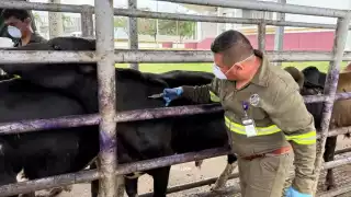 Alertan por brotes de gusano barrenador y rabia bovina en Campeche
