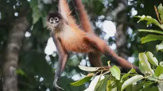 ¡Belleza natural! Graban a un grupo de monos araña en la selva yucateca