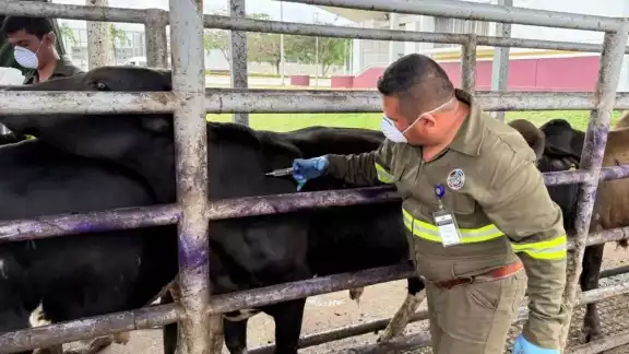 Península de Atasta, zona crítica por plagas en ganado: veterinarios