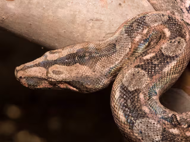 Las boas son reptiles nativos de la Península de Yucatán