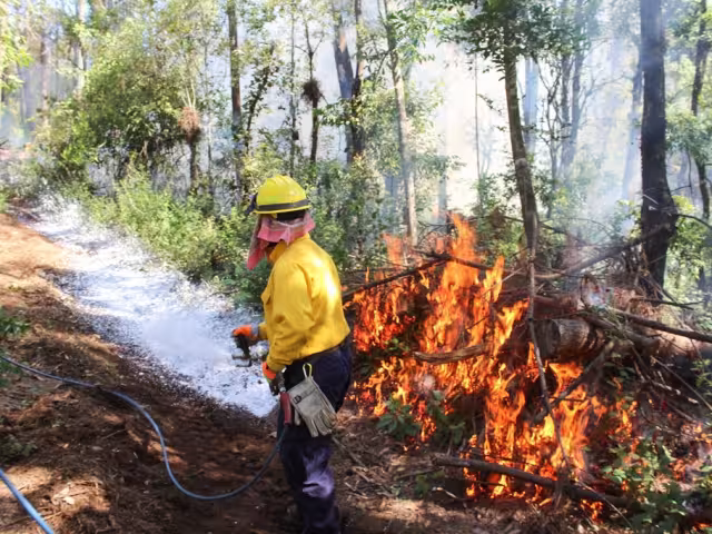 En el reporte resalta que en 2024 las afectaciones ya alcanzaron las 11 mil 709.5 hectáreas