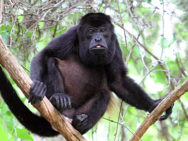 Profepa activa protocolo para proteger a primates ante el estiaje en Palizada