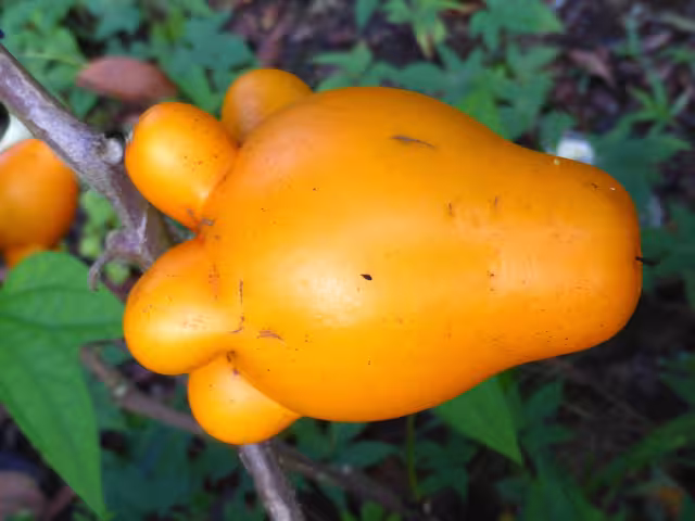 Es importante mencionar que no se recomienda su uso medicinal sin supervisión