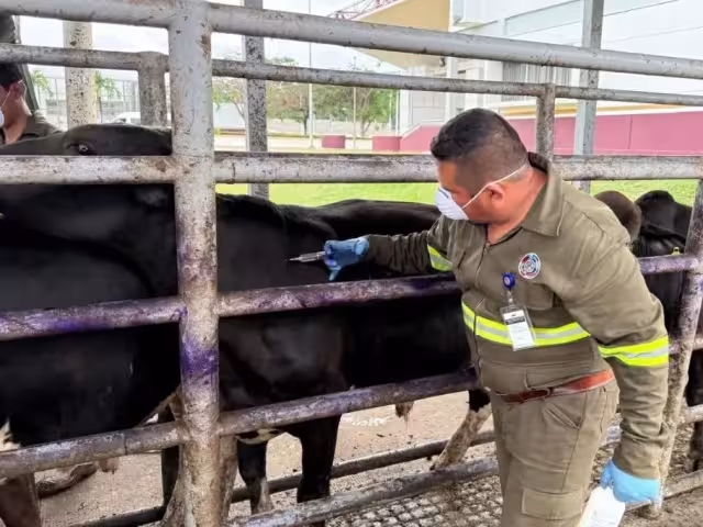 Península de Atasta, zona crítica por plagas en ganado: veterinarios