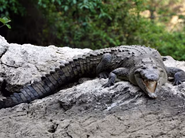 Mediante análisis genéticos se logró determinar que las dos nuevas especies no son variantes del cocodrilo de río