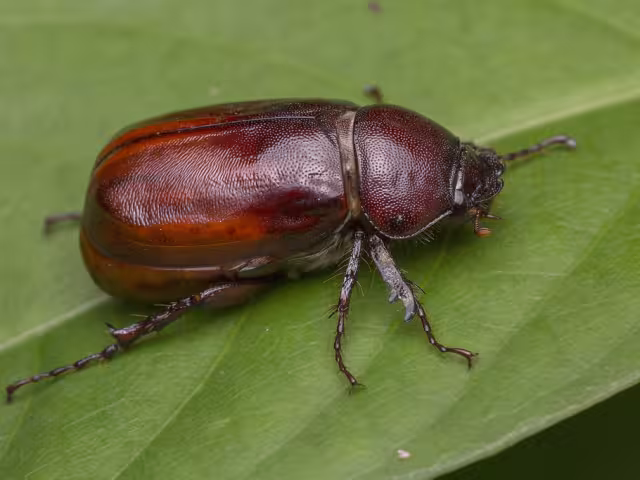 Los cuclines o mayates aparecen en grandes grupos durante la temporada lluviosa