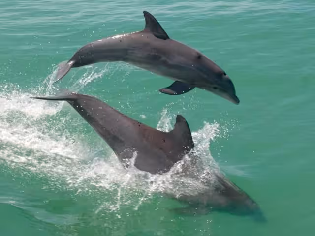 Proponen santuario de delfines en Laguna de Términos