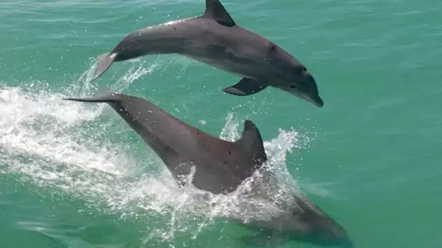 Proponen santuario de delfines en Laguna de Términos