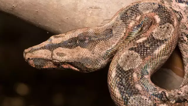 Las boas son reptiles nativos de la Península de Yucatán