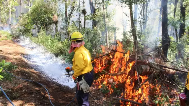 En el reporte resalta que en 2024 las afectaciones ya alcanzaron las 11 mil 709.5 hectáreas