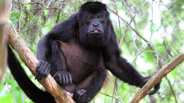 Profepa activa protocolo para proteger a primates ante el estiaje en Palizada