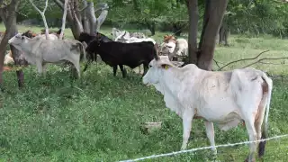 Productores ganaderos de Hopelchén piden estrategia histórica para combatir gusano barrenador