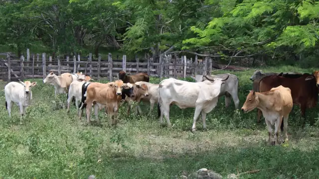  México ha cumplido al 100 por ciento con los acuerdos sanitarios pactados con Estados Unidos por el tema del gusano barrenador