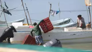 Pescadores de Champotón migran a Yucatán por escasez de pulpo