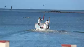 Denuncian depredación del pulpo maya en Champotón; acusan complicidad de la autoridad con buzos